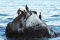 Double-crested cormorants Phalacrocorax auritus on a stone at the sea