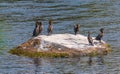 Double-crested cormorants on a white rock in the Connecticut River