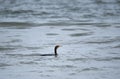 Double-crested Coromorant in Atlantic Ocean Waves Royalty Free Stock Photo