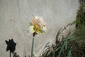 Double daffodil \