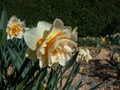 Double Daffodil (Narcissus) \'Flower Parade\' with double white blooms with bright orange petals in the center Royalty Free Stock Photo
