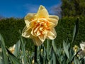 Double Daffodil (Narcissus) \'Flower Parade\' with double white blooms with orange petals in the center Royalty Free Stock Photo