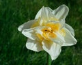 Double Daffodil Narcissus White and Yellow on grass background Royalty Free Stock Photo