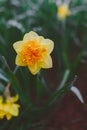 Double Daffodil Tahiti bloom