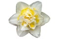 Double daffodil `White Lion` flower isolated on white Royalty Free Stock Photo