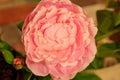 Double deep flesh pink Peony Mrs. Euclid Snow lactiflora closeup