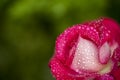 china rose rosa chinensis jacq dewdrop Royalty Free Stock Photo