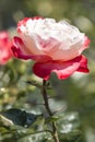 Double Delight hybrid tea rose