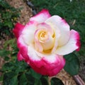 Double Delight Rose Blooming