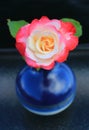 Double Delight Rose in a Blue Vase Royalty Free Stock Photo