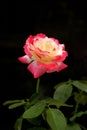 Double delight rose Royalty Free Stock Photo