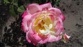 Double delight rose Royalty Free Stock Photo