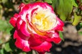 Double Delight rose flower in Australia