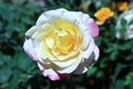 Double Delight Rose Royalty Free Stock Photo