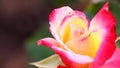 The Double Delight Rose flower
