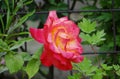 The `Double Delight` Rose