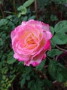 Double delight rose. Second day blooming Royalty Free Stock Photo