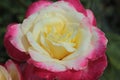 Double Delight rose variety that grows in the garden. Royalty Free Stock Photo