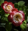 Double delight roses, photographed in Bloemfontein, South Africa.