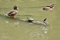 Double Duck Turtle