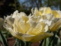 Double early tulip \'Verona\' blooming with large, soft, creamy yellow blossoms with double row of feathery petals Royalty Free Stock Photo