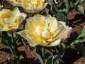 Double early tulip \'Verona\' blooming with large, yellow blossoms with double row of feathery petals delicately Royalty Free Stock Photo