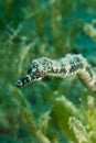 Double-ended pipefish