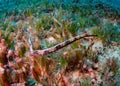 Double-ended pipefish Red Sea