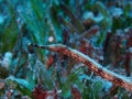 Double-ended pipefish Red Sea in sea grass Royalty Free Stock Photo