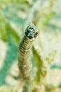 Double-ended pipefish (Trachyhamphus bicoarctatus) Royalty Free Stock Photo