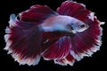 Double exposed of red white Betta fish. Beautiful Siamese fighting fish, Betta splendens isolated on black background Royalty Free Stock Photo