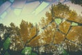 Double exposure and abstract image of trees at the forest and mosaic tiles. Royalty Free Stock Photo