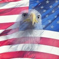 Double exposure of bald eagle on american flag. Royalty Free Stock Photo