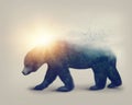 Double exposure with a bear Royalty Free Stock Photo