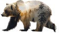 Double exposure of bear and forest on white background. Generative AI Royalty Free Stock Photo