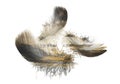 Double exposure of black feathers bird floating on a white background with sunset sky. feather silhouette. Royalty Free Stock Photo