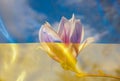 double exposure of blooming magnolia flower and Ukrainian blue and yellow flag Royalty Free Stock Photo