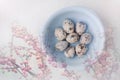 Double exposure of blue bowl with fresh quail eggs and blossoming apple tree branch