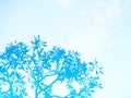 Double exposure blue tree over blue sky Royalty Free Stock Photo