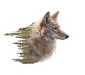 Double exposure of coyote portrait and pine forest