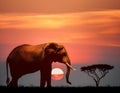 Double Exposure Effect of Elephant at Sunset Royalty Free Stock Photo