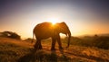 Double Exposure Effect of Elephant at Sunset Royalty Free Stock Photo