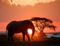 Double Exposure Effect of Elephant at Sunset Royalty Free Stock Photo