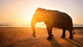 Double Exposure Effect of Elephant at Sunset Royalty Free Stock Photo