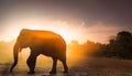 Double Exposure Effect of Elephant at Sunset Royalty Free Stock Photo