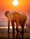 Double Exposure Effect of Elephant at Sunset Royalty Free Stock Photo