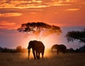 Double Exposure Effect of Elephant at Sunset Royalty Free Stock Photo