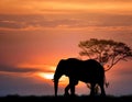 Double Exposure Effect of Elephant at Sunset Royalty Free Stock Photo