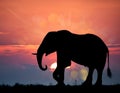 Double Exposure Effect of Elephant at Sunset Royalty Free Stock Photo