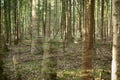 Double exposure in a Forest with Abies grandis Royalty Free Stock Photo